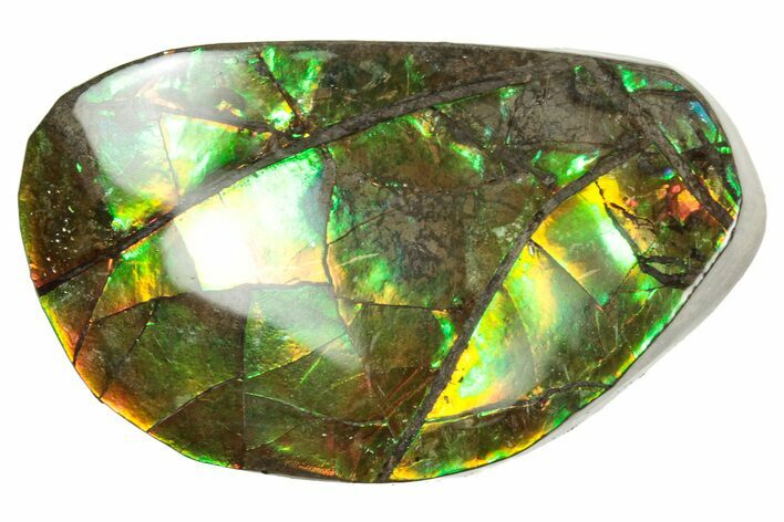 Flashy Ammolite (Fossil Ammonite Shell) - Greens & Oranges #357594